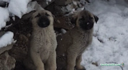 Tunceli Belediyesi Hayvan Barınağı