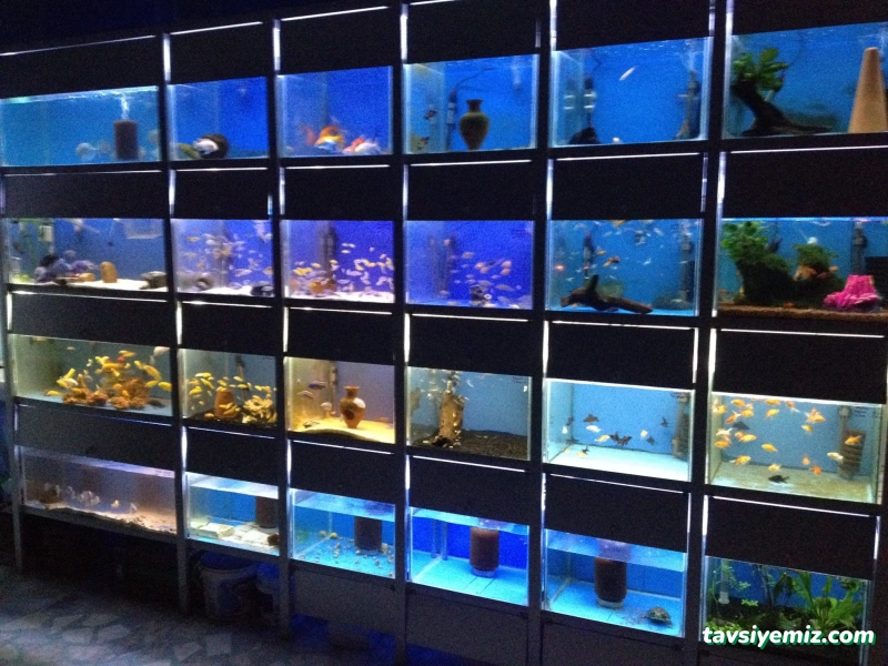 Turgut Akvaryum