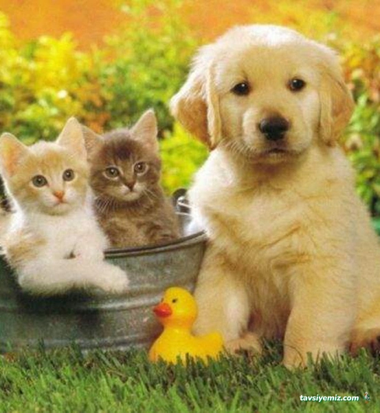 Tüylü Dostlar Veteriner Kliniği