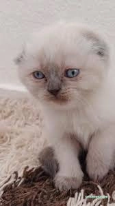 Ülker Petshop&Petkuaför