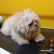 Ülker Petshop&Petkuaför