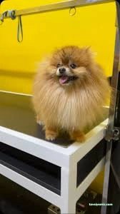 Ülker Petshop&Petkuaför