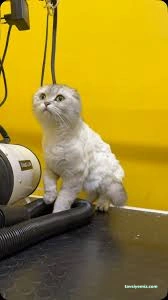 Ülker Petshop&Petkuaför