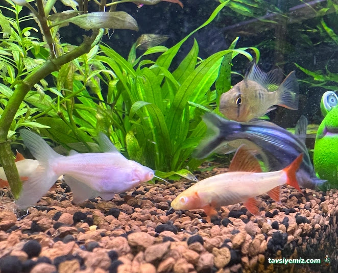 Ünalan Pet Store Malezya Discus (Paket Servis) | Emaar Square Pet Shop