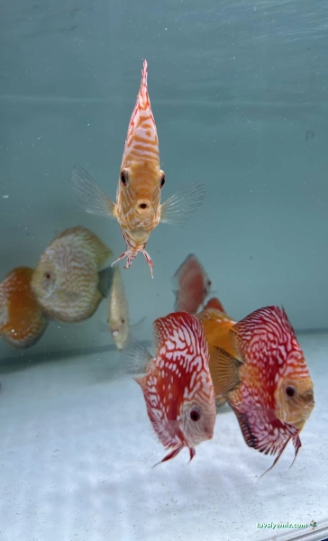 Ünalan Pet Store Malezya Discus (Paket Servis) | Emaar Square Pet Shop