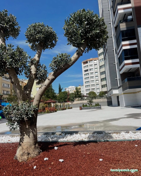 Urfa Kaya Peyzaj Çevre Düzenleme,Süs Bitkileri,Meyve Fidanları