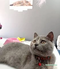 Ürgen Veteriner Kliniği