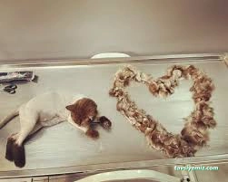 Ürgen Veteriner Kliniği