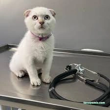 Ürgen Veteriner Kliniği