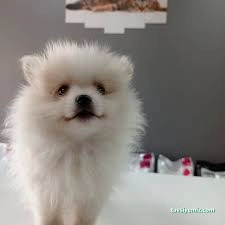 Ürgen Veteriner Kliniği