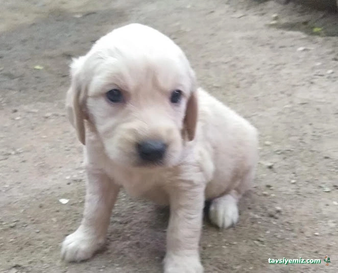 Uşak Casper Petshop