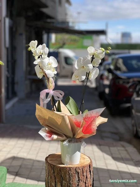 Uşak Gala Çiçekçilik