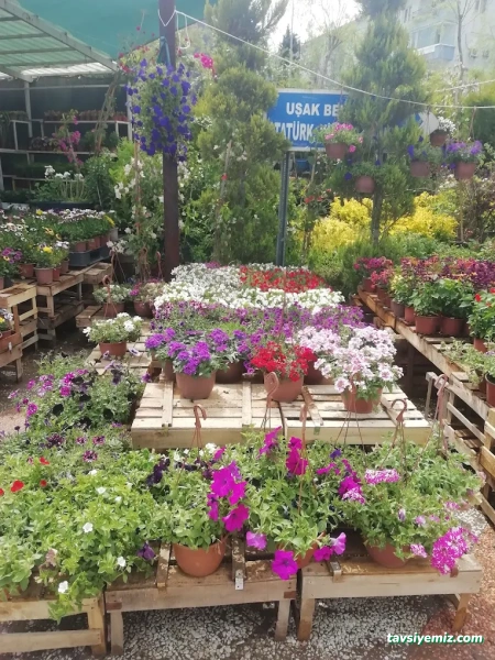 Uşak Yağmur Peyzaj