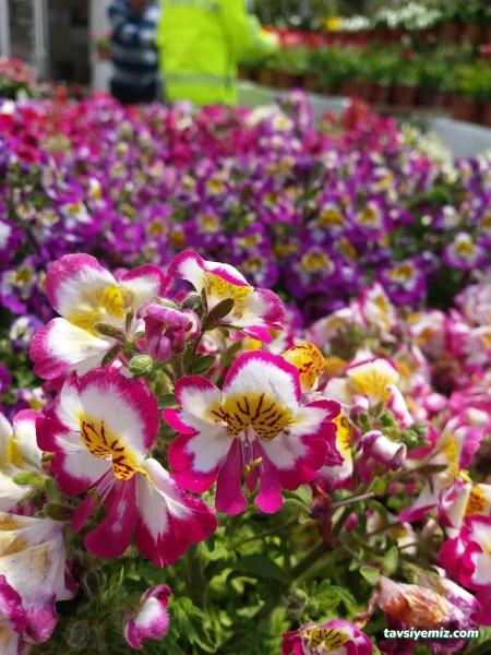 Uşak Yağmur Peyzaj