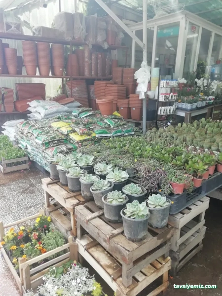 Uşak Yağmur Peyzaj