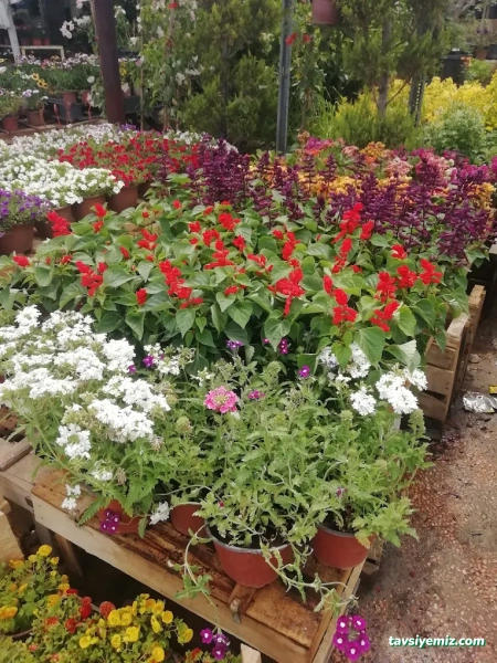 Uşak Yağmur Peyzaj