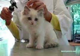 Uzman Veteriner Kliniği Vet. Hek. Mehmet Emre Köse