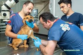 Uzman Veteriner Kliniği Vet. Hek. Mehmet Emre Köse