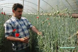 Vadi Istanbul Seracılık Çiçekçilik