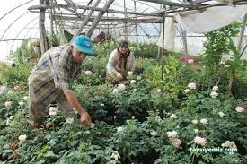 Vadi Istanbul Seracılık Çiçekçilik