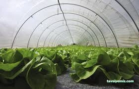 Vadi Istanbul Seracılık Çiçekçilik