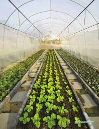 Vadi Istanbul Seracılık Çiçekçilik