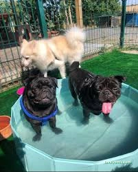 Van Edremit Köpek Oteli