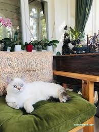 Van Edremit Köpek Oteli