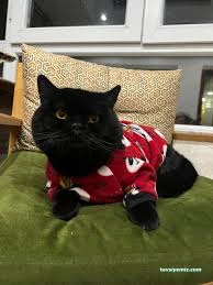 Van Edremit Köpek Oteli