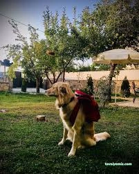 Van Edremit Köpek Oteli