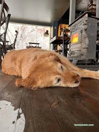 Van Edremit Köpek Oteli