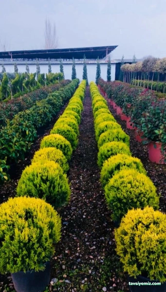 Van İpekyolu Peyzaj Ve Çiçekcilik