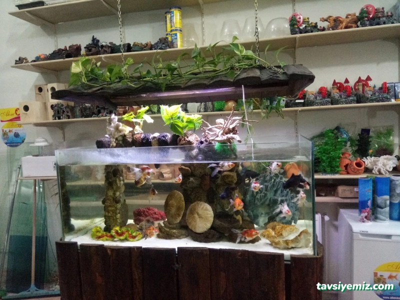 Van Okyanus Petshop