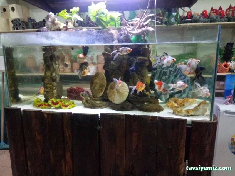 Van Okyanus Petshop