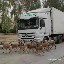 Varlık Uluslararası Nakliyat