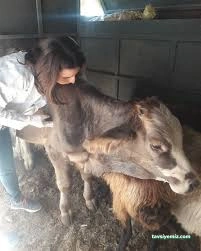 Vedipol Veteriner Kliniği - Vet.hek. Menekşe Polat