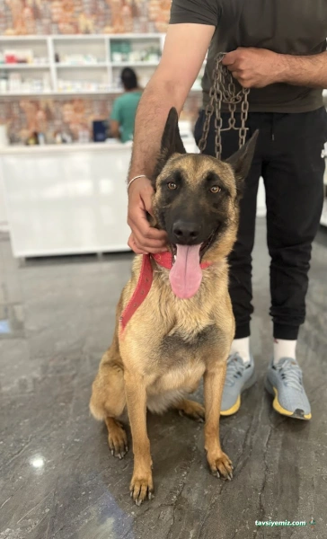 Vegas Veteriner Kliniği