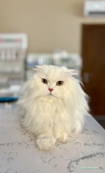 Vegas Veteriner Kliniği