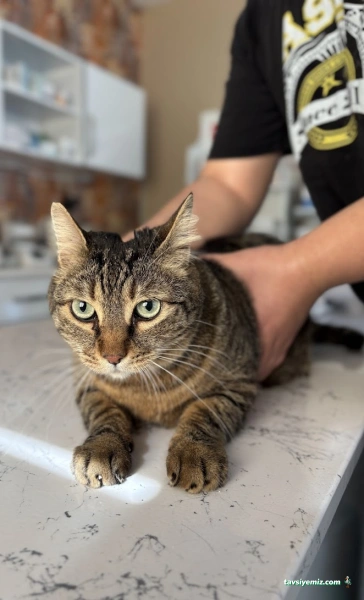 Vegas Veteriner Kliniği