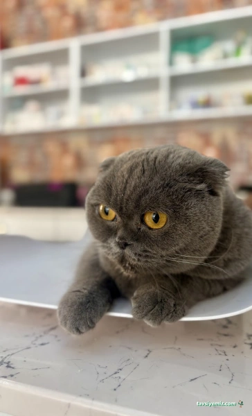 Vegas Veteriner Kliniği