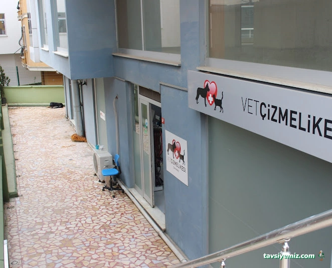Vet Çizmeli Kedi Çekmeköy Veteriner Kliniği