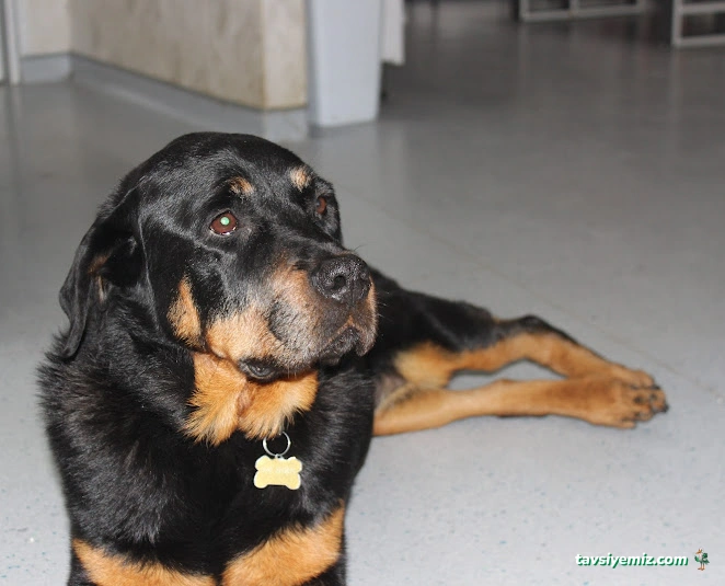 Vet Çizmeli Kedi Çekmeköy Veteriner Kliniği