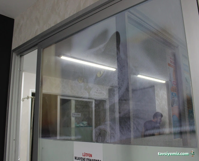 Vet Çizmeli Kedi Çekmeköy Veteriner Kliniği