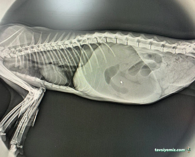 Vet Stop Veteriner Kliniği