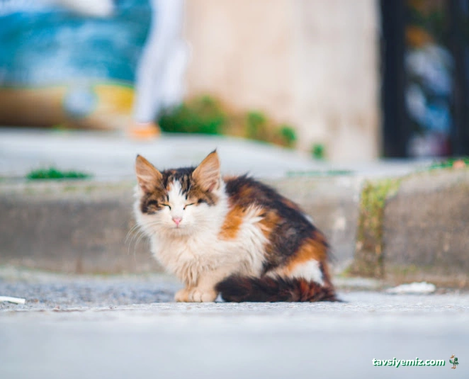 Vet Stop Veteriner Kliniği