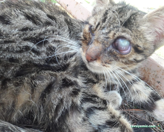 Vet Stop Veteriner Kliniği