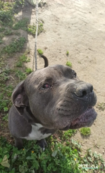 Vet Stop Veteriner Kliniği