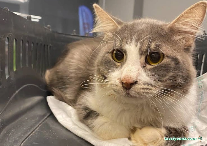 Veterinaria Veteriner Kliniği - Sakarya Adapazarı