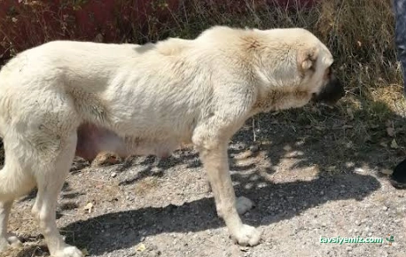 Veteriner İşleri Müdürlüğü Sokak Hayvanları Barına