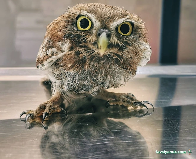 Veteva Veteriner Kliniği